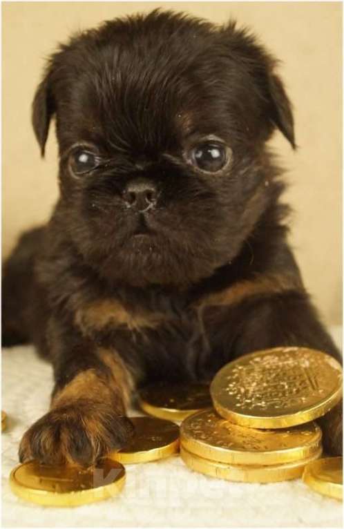 Собаки в Москве: ЗАРНИЦА Девочка, 90 000 руб. - фото 4