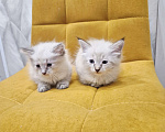 Кошки в Санкт-Петербурге: Малыши самые нежные Мальчик, 27 000 руб. - фото 2
