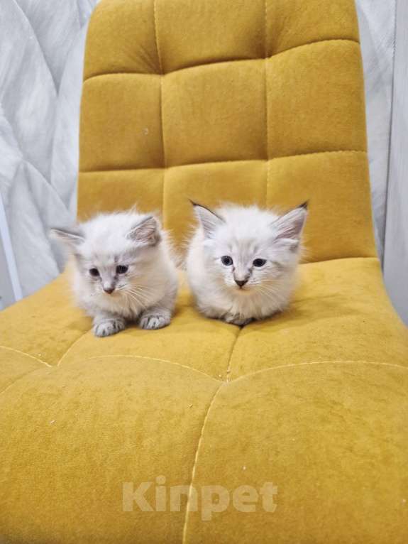 Кошки в Санкт-Петербурге: Малыши самые нежные Мальчик, 27 000 руб. - фото 2