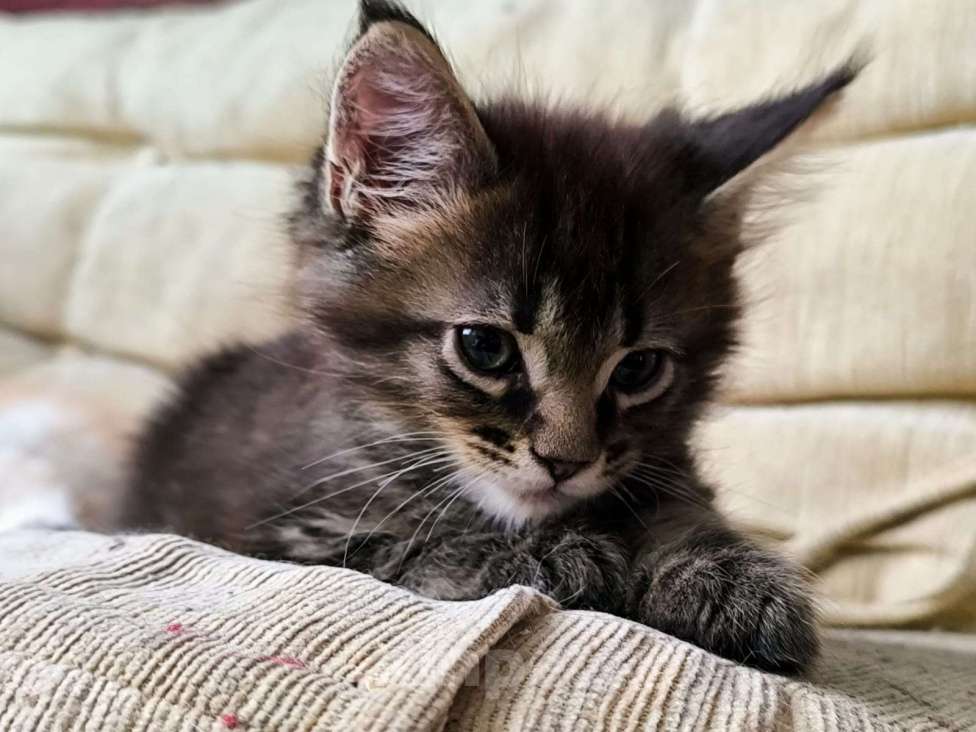 Кошки в других городах Тверской области: Котята Мейкун Мальчик, 17 000 руб. - фото 7