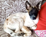 Собаки в Химках: Щенок метис Малинуа ищет дом Девочка, Бесплатно - фото 7