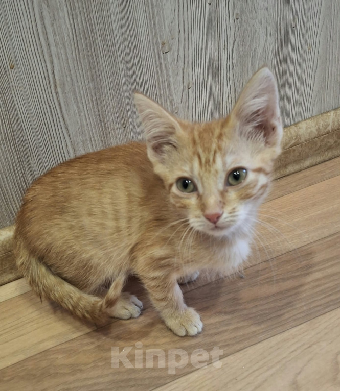 Кошки в Мытищах: Отдам в добрые руки котёнка,,Рыжика,, Мальчик, Бесплатно - фото 2
