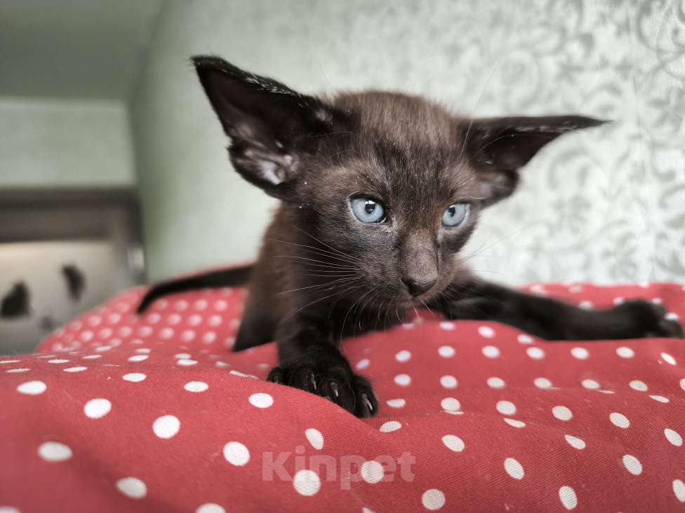 Кошки в Москве: Ориентальных экстремальные котята в Москве Мальчик, Бесплатно - фото 7