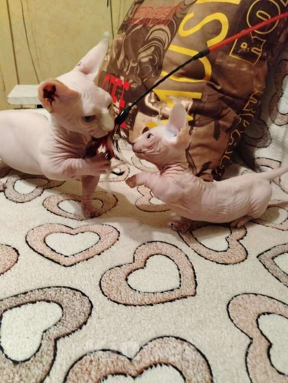 Кошки в Озерах: Продажа котят породы двельф Мальчик, 35 000 руб. - фото 4