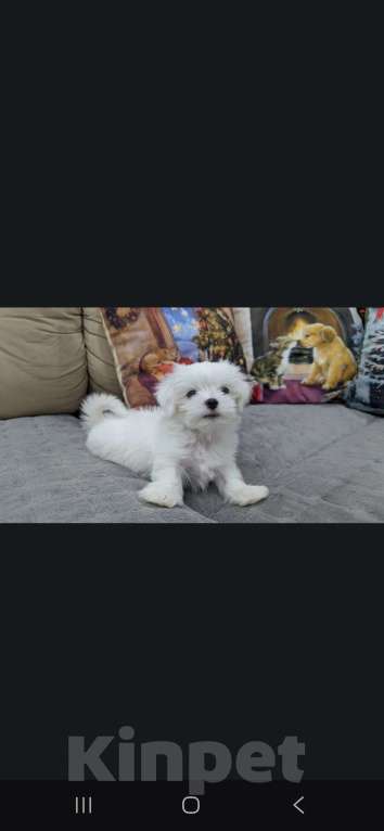 Собаки в Омске: Мальтийская болонка щенок Мальчик, 30 000 руб. - фото 4