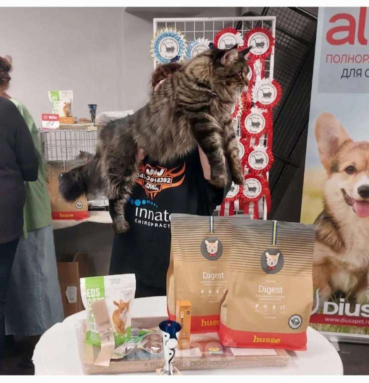 Кошки в Москве: Кошечка Девочка, 1 руб. - фото 4