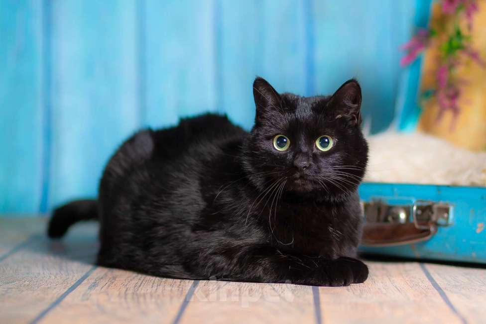 Кошки в Москве: Ласковая, воспитанная красотка в добрые руки! Девочка, Бесплатно - фото 2