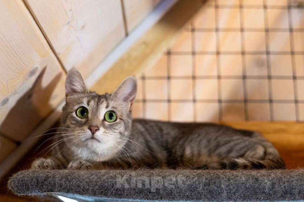 Кошки в Москве: Лапочка ищет дом! Девочка, Бесплатно - фото 2