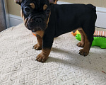 Собаки в Белореченске: Французский бульдог Мальчик, Бесплатно - фото 9