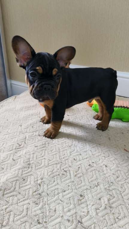 Собаки в Белореченске: Французский бульдог Мальчик, Бесплатно - фото 9