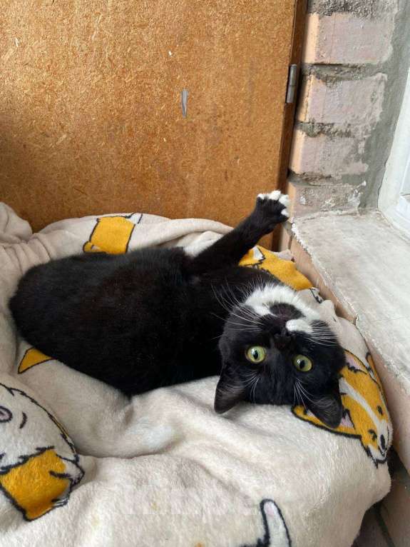 Кошки в Москве: Котик Орешек в доьрые руки Мальчик, Бесплатно - фото 4