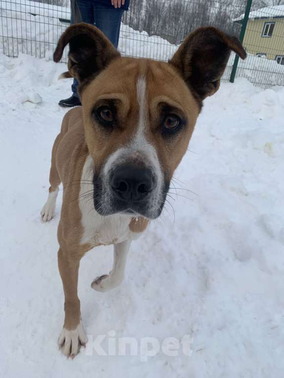Собаки в Москве: Веселый молодой и послушный Стаффорд  Мальчик, Бесплатно - фото 7