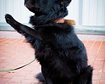 Собаки в Апрелевке: Спокойный и ласковый пес Барон ищет дом! Мальчик, 1 руб. - фото 5