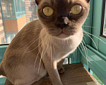 Кошки в Пролетарске: Бурманская кошка, 25 000 руб. - фото 4