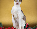Кошки в Кудымкаре: Кудрявая ласковая девочка Девочка, 45 000 руб. - фото 3