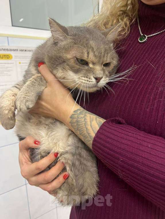 Кошки в Москве: Пристраивается красивейший крупный серый кот по имени Котя. Мальчик, Бесплатно - фото 2