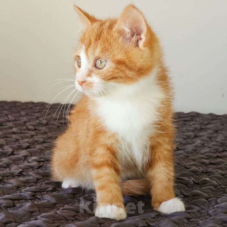 Кошки в Москве: Рыжий котенок девочка в поисках семьи 🧡 Девочка, Бесплатно - фото 2