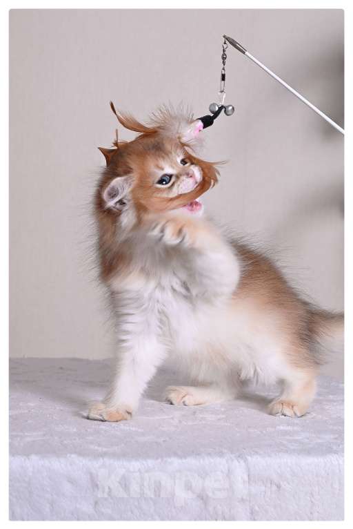 Кошки в Москве: Котенок британская золотая шиншилла Девочка, Бесплатно - фото 4