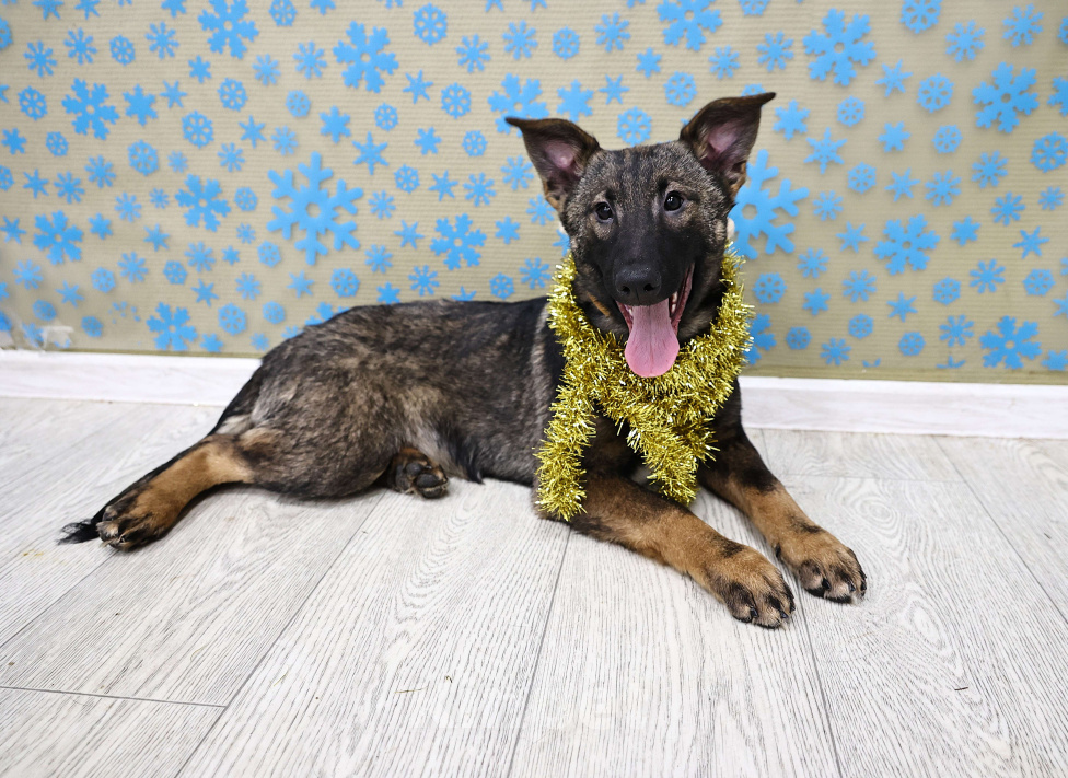 Собаки в Москве: Метис бельгийской овчарки (малинуа) бесплатно в Москве Девочка, Бесплатно - фото 5