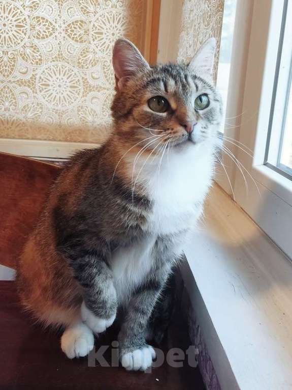 Кошки в Санкт-Петербурге: Самая ласковая и умная кошка Буся в добрые руки Девочка, 1 руб. - фото 2