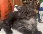 Кошки в Санкт-Петербурге: Котик мейн кун чёрный дымный Мальчик, 40 000 руб. - фото 2