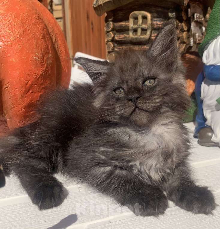 Кошки в Санкт-Петербурге: Котик мейн кун чёрный дымный Мальчик, 40 000 руб. - фото 2