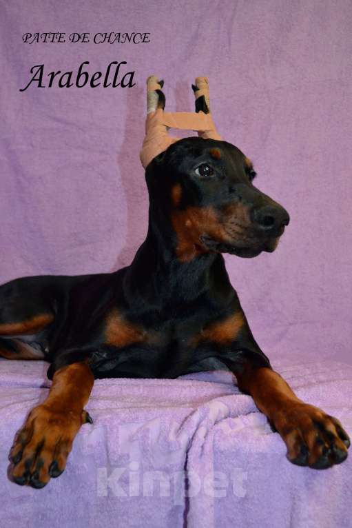 Собаки в Санкт-Петербурге: Щенок добермана Арабелла Девочка, 80 000 руб. - фото 2