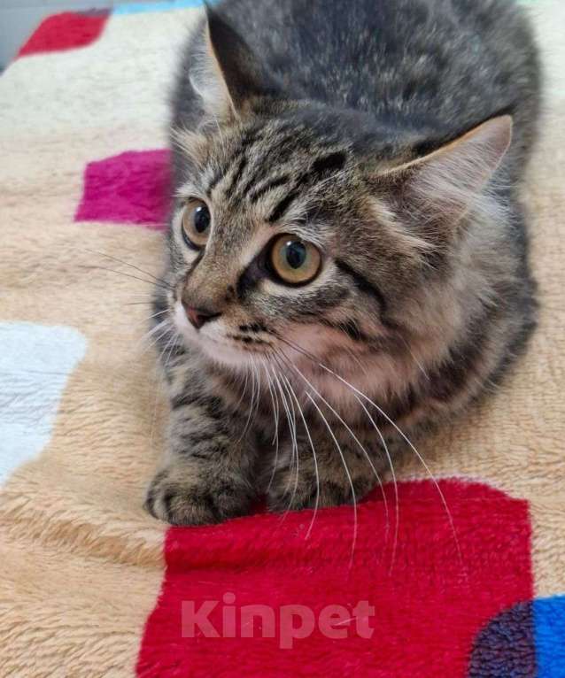 Кошки в Москве: Красивая пушистая девочка котенок Фрейя Девочка, Бесплатно - фото 3