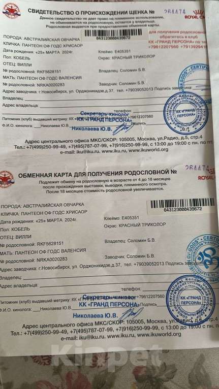 Собаки в Томске: Аусси Австралийская овчарка  Мальчик, 25 000 руб. - фото 5