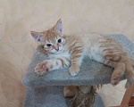 Кошки в Новочеркасске: Рыжий котик  Мальчик, Бесплатно - фото 1