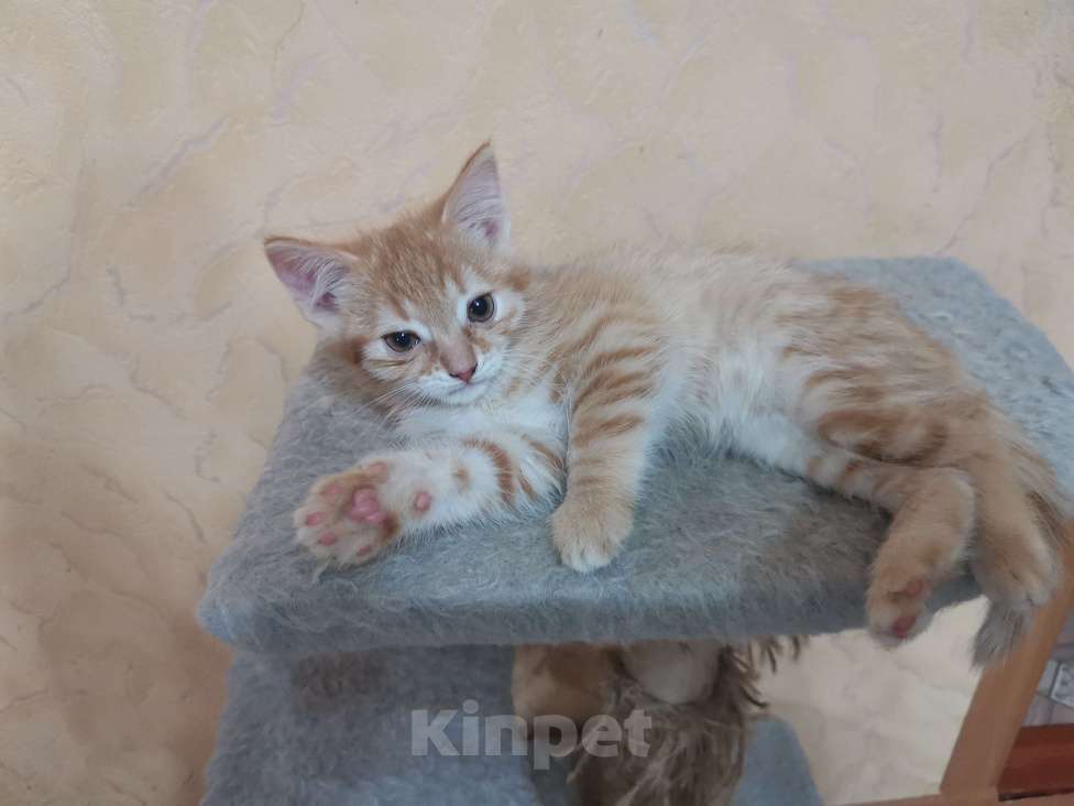 Кошки в Новочеркасске: Рыжий котик  Мальчик, Бесплатно - фото 1