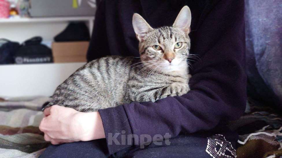 Кошки в Москве: котенок Корнишон ищет дом Мальчик, Бесплатно - фото 7