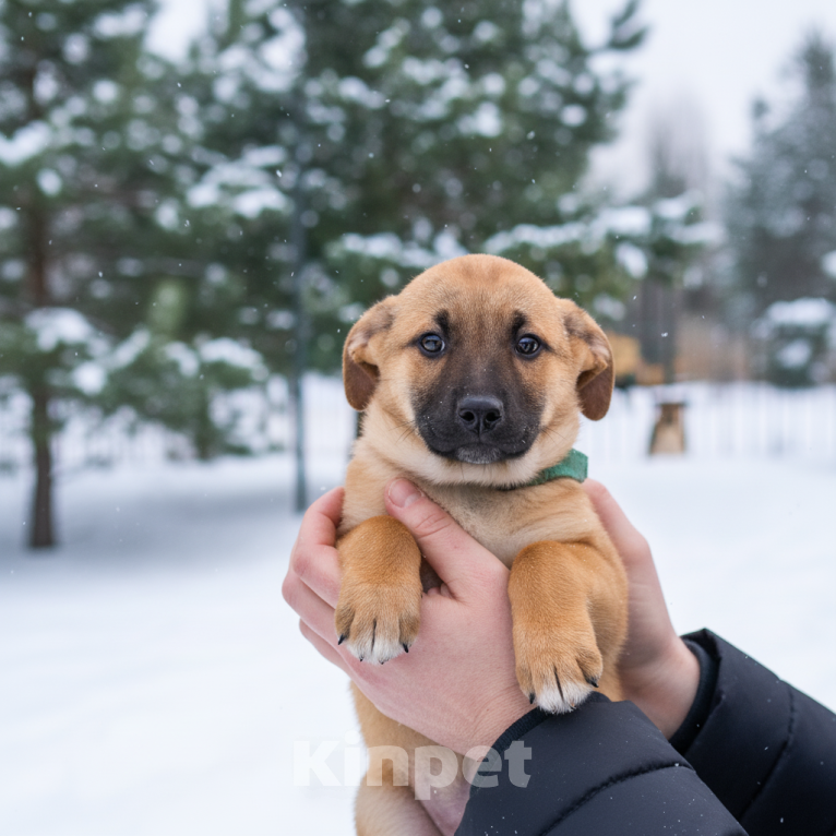 Собаки в Москве: Щенок Стич ищет дом Мальчик, Бесплатно - фото 5