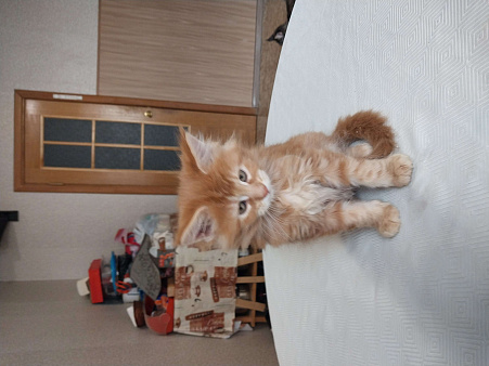 К вашему вниманию котенок Мейн куна.