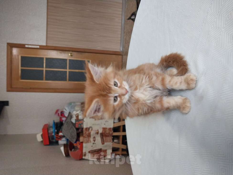 Кошки в Санкт-Петербурге: К вашему вниманию котенок Мейн куна. Мальчик, 16 000 руб. - фото 1