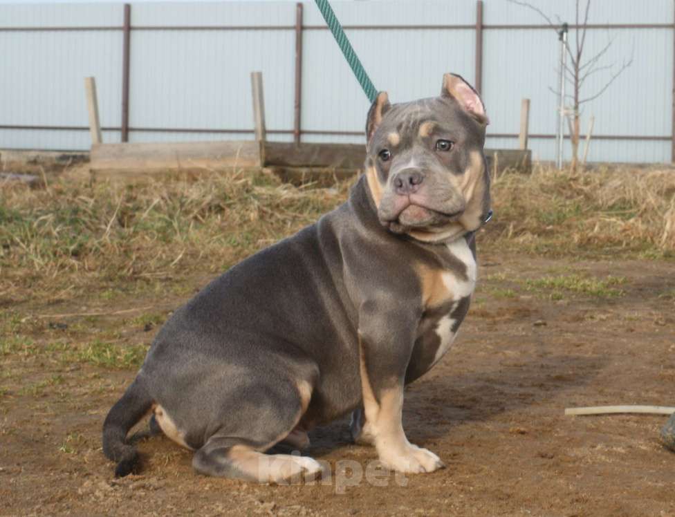 Собаки в Всеволожске: ММ ДОН РАМОН Мальчик, Бесплатно - фото 4