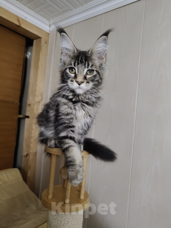 Кошки в Анапе: Продам котят породы Мейн-Кун Девочка, 25 000 руб. - фото 2