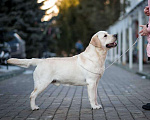 Собаки в Владимире: Вязка Мальчик, 30 000 руб. - фото 4