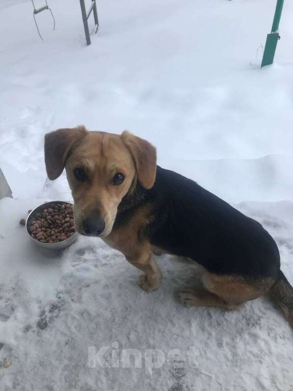 Собаки в других городах Московской области: В добрые руки найденыш Мальчик, Бесплатно - фото 3