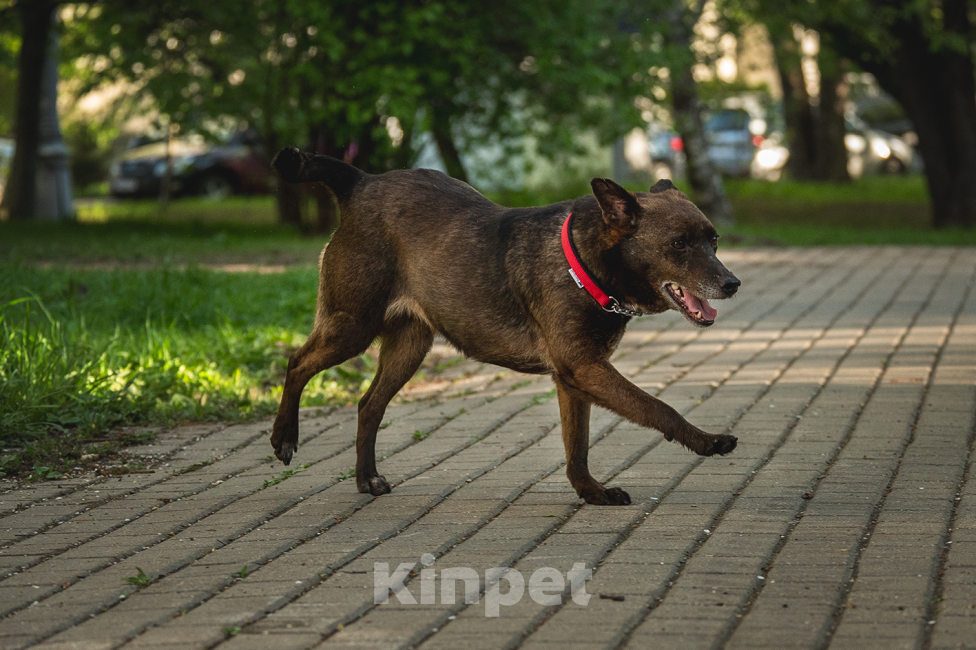 Собаки в Солнечногорске: Домашняя маленькая собачка в поисках дома Девочка, Бесплатно - фото 3