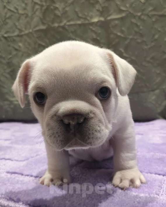 Собаки в Москве: Кремовый мальчишка Мальчик, 60 000 руб. - фото 3