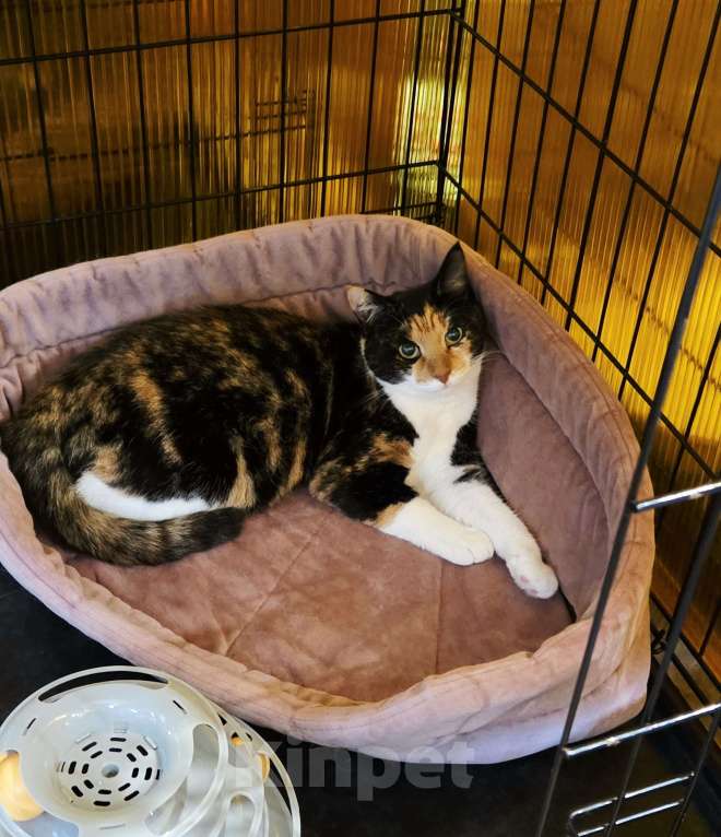 Кошки в Москве: Трехцветная кошечка в добрые руки Девочка, Бесплатно - фото 8