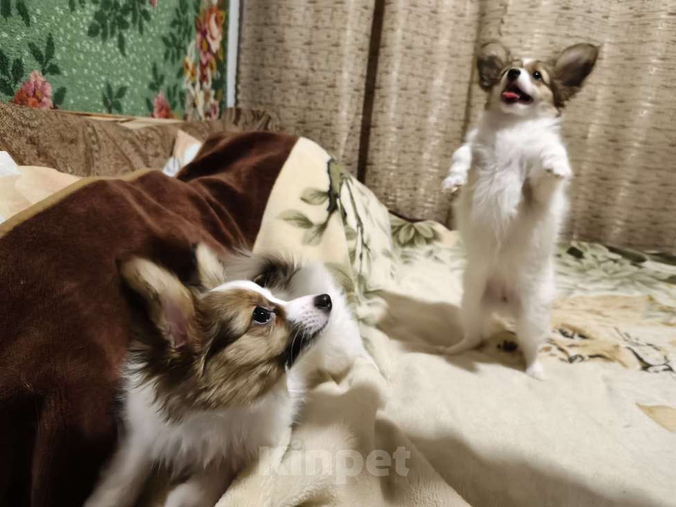 Собаки в Приморско-Ахтарске: Мальчик папийон Мальчик, 20 000 руб. - фото 2