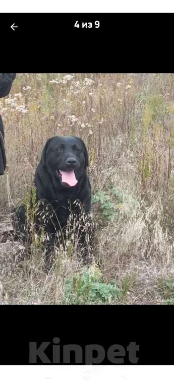 Собаки в Пятигорске: Лабрадор щенки чёрные  Мальчик, 25 000 руб. - фото 6