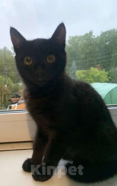 Кошки в Красноярске: Девочка Девочка, Бесплатно - фото 3