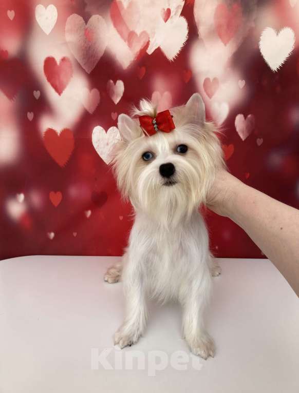 Собаки в Москве: Белый йорк девочка голубоглазая Девочка, 120 000 руб. - фото 9