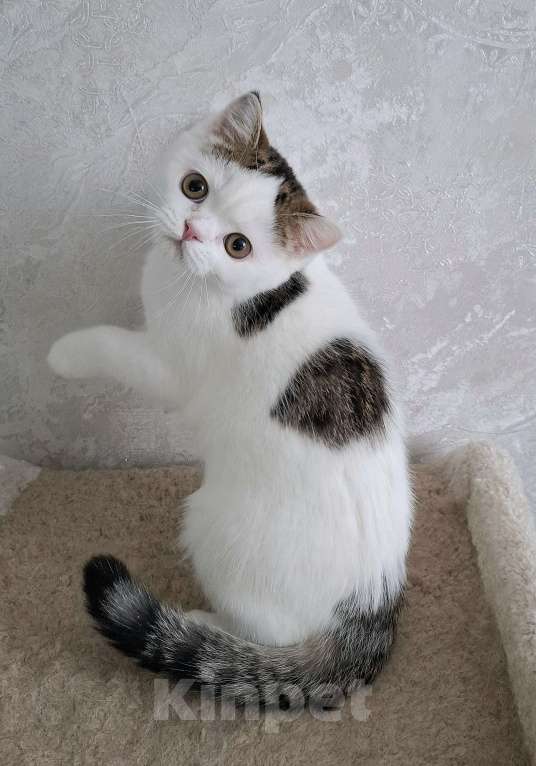 Кошки в Ярославле: Шотландский короткошерстный котенок Мальчик, 25 000 руб. - фото 10