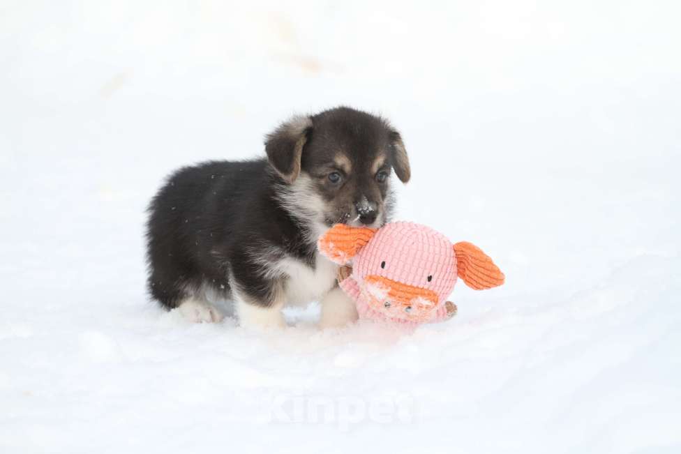 Собаки в Москве: Вельш корги пемброк Мальчик, 60 000 руб. - фото 8
