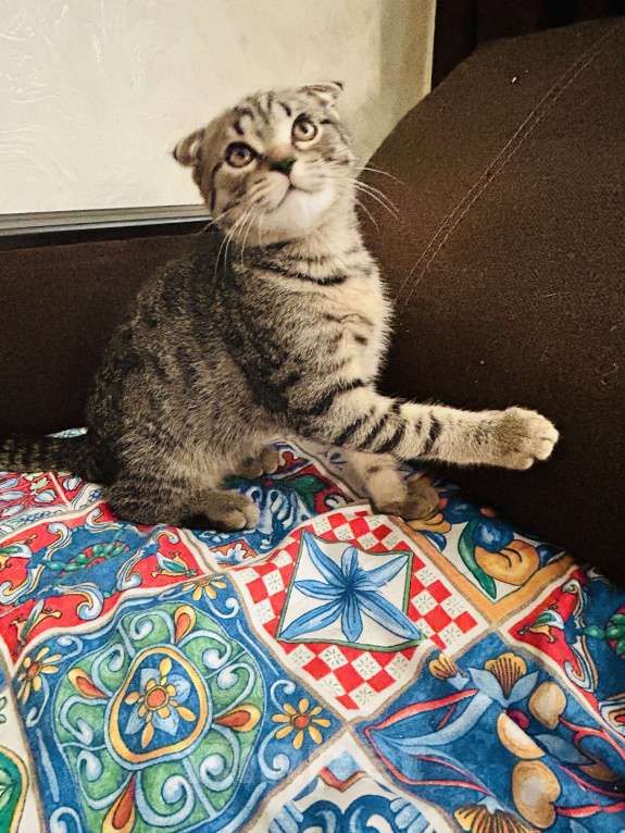 Кошки в Самаре: Вислоухий шотландский мальчик  Мальчик, 2 500 руб. - фото 2