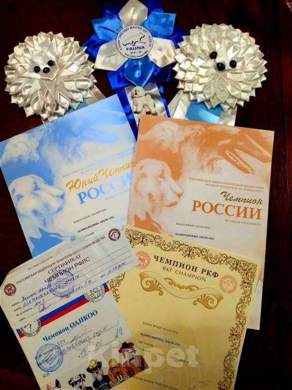 Собаки в Казани: Чудесные бишон-фризе Девочка, 100 000 руб. - фото 3